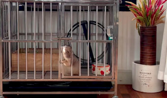 とても賢いプレーリードッグ。かんぬきを自力で開けると、そそくさとケージから脱出してしまいました！！