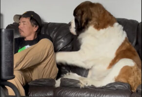 なでるのをやめると催促する！人間のような座り方をしたセントバーナードと飼い主さんとのやりとりが面白い！