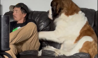 なでるのをやめると催促する！人間のような座り方をしたセントバーナードと飼い主さんとのやりとりが面白い！