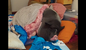 大きな体を横にして気持ちよく寝ているブタ。いびきもかいてきっといい夢を見ているんでしょうね〜!