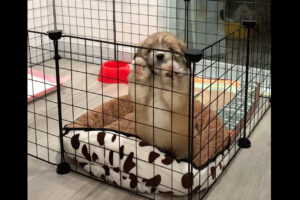 ゲージを越えてよいしょ・・と！お外に出たい子犬が何度失敗しても諦めずに挑戦した結果・・【海外・動画】