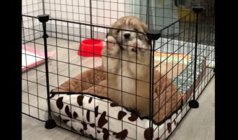 ゲージを越えてよいしょ・・と！お外に出たい子犬が何度失敗しても諦めずに挑戦した結果・・【海外・動画】