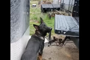 この子犬、とても賢いし器用！ケージの置かれたピックアップトラックに乗ると・・、自分からケージの中に！しかもバックしながら！？！？