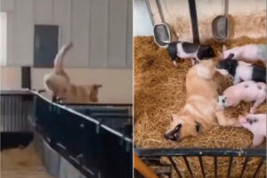 厩舎に入った子犬が全力で向かったその先には・・、子ブタたちが！！触れ合いを楽しんでいるみんなの姿がとってもかわいい！！