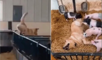 厩舎に入った子犬が全力で向かったその先には・・、子ブタたちが!!触れ合いを楽しんでいるみんなの姿がとってもかわいい!!