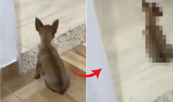 リビングを移動する子犬。ところが移動する姿が予想外過ぎて飼い主さんは思わず吹き出してしまいました!!【海外・動画】