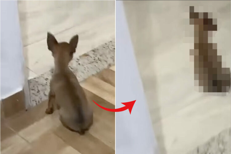 リビングを移動する子犬。ところが移動する姿が予想外過ぎて飼い主さんは思わず吹き出してしまいました！！【海外・動画】