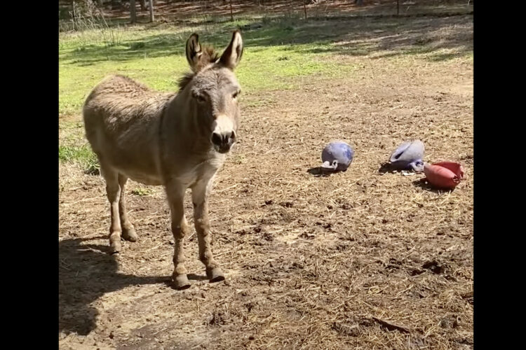 春の陽気を満喫するように遊ぶロバ。元気に遊び過ぎて大好きなボールも全部壊れてしまうほどです！！