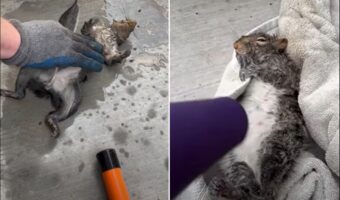 プールで溺れていたリスに救命措置を実施！心臓マッサージを施しドライヤーで体を温めると