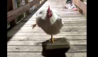 足を大きくあげてバタバタ走るニワトリ。その向かう先には一体何がある？？