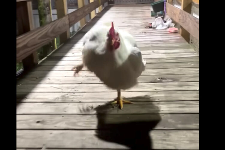 足を大きくあげてバタバタ走るニワトリ。その向かう先には一体何がある？？