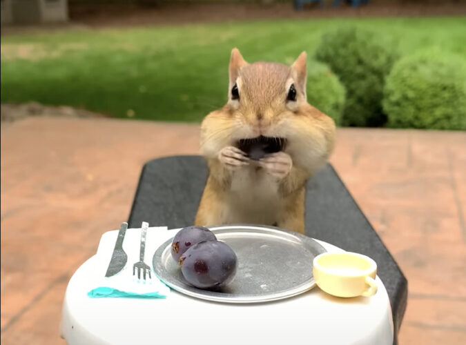 いつも庭にやって来る野生のリスのために用意したブドウ。5粒ありますが、頬袋に何粒詰め込むことができるのでしょうか？