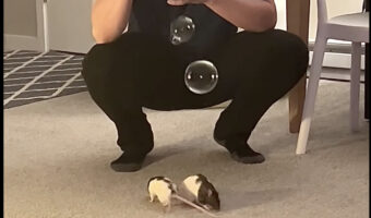 ネズミたちはシャボン玉遊びが大好き!飼い主さんが吹いてくれるシャボン玉に向かって突撃して割るのが楽しいみたい!!【アメリカ・動画】