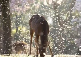 圧巻の桜吹雪と花びらに夢中なシカが織りなす幻想的な光景に反響！「すごい！思わず、わぁ〜っと声が出ました」