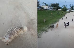 愛犬の散歩に出かけると、大量の猫の群れも一緒にお散歩に！