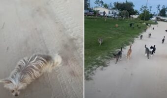 愛犬の散歩に出かけると、大量の猫の群れも一緒にお散歩に!