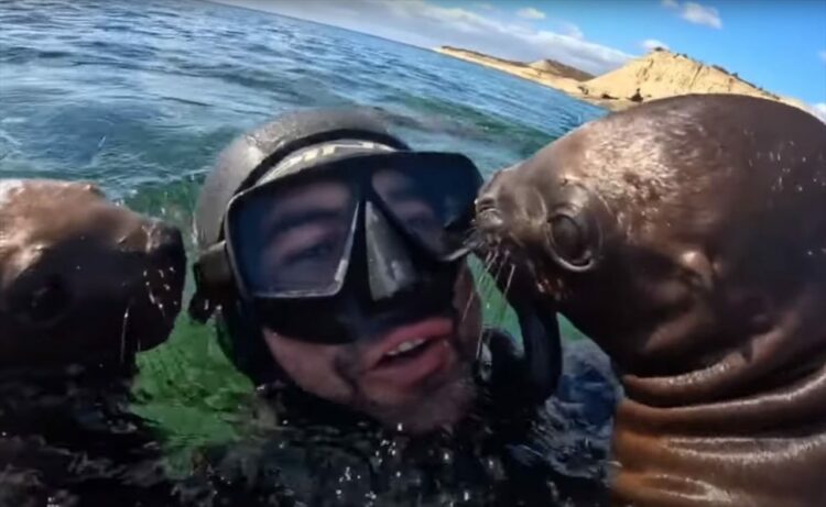 野生のアシカってこんなに人間に懐くんだ！ダイバーに興味津々で、まとわりつくアシカたちが可愛らしい！！