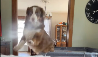 名前を呼ばれ飼い主さんのもとへ駆けつけようとした子犬。ところがジャンプしたその瞬間！！