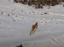 雪原を全力で走る柴犬にハプニング！勢い余って豪快な転倒をしましたが、すぐに起き上がりどこまでも走っていきました