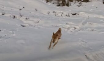 雪原を全力で走る柴犬にハプニング!勢い余って豪快な転倒をしましたが、すぐに起き上がりどこまでも走っていきました