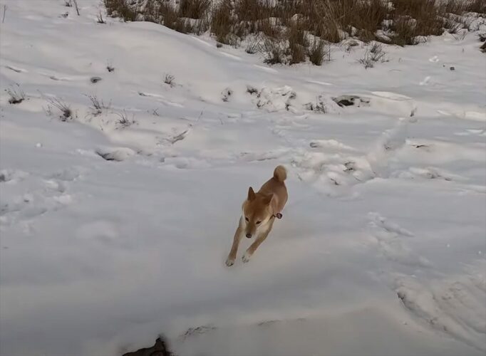 雪原を全力で走る柴犬にハプニング！勢い余って豪快な転倒をしましたが、すぐに起き上がりどこまでも走っていきました