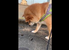 【続報】2月初旬に会ったタヌキに同じ場所で再会できると信じている柴犬。4月になってもあきらめきれずに毎日通っていた・・・