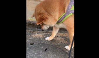 【続報】2月初旬に会ったタヌキに同じ場所で再会できると信じている柴犬。4月になってもあきらめきれずに毎日通っていた・・・