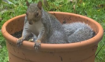 植木鉢は野生のリスにとって格好の遊び場?!砂浴びをする姿が楽しそう!!【海外・動画】