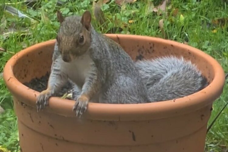 植木鉢は野生のリスにとって格好の遊び場？！砂浴びをする姿が楽しそう！！【海外・動画】