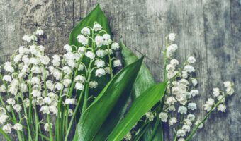 5月1日は「すずらんの日」!大切な人に幸せが訪れることを願ってすずらんを贈ろう!!