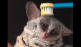 ウトウト夢見心地・・。大きくてまんまるしたショウガラゴの目がとろ〜ん。ブラッシングしてもらってウトウト夢見心地です