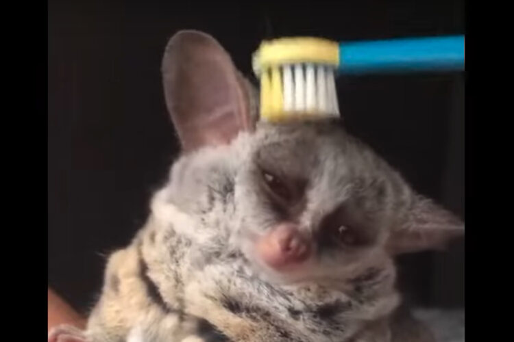 ウトウト夢見心地・・。大きくてまんまるしたショウガラゴの目がとろ〜ん。ブラッシングしてもらってウトウト夢見心地です