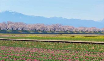 本気を出した富山がこの世の楽園!朝日岳を背景に、桜並木とチューリップと菜の花が織りなす春の四重奏が素敵すぎる映像!