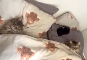 ベッドにくるまる愛猫。このまま寝る雰囲気の猫の名前を呼んだところ・・