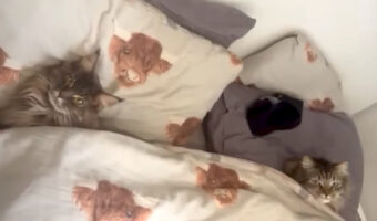 ベッドにくるまる愛猫。このまま寝る雰囲気の猫の名前を呼んだところ・・