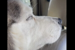 車の中で飼い主さんの戻りを待つ愛犬たち。気持ちよさそうにお昼寝をしている場所が場所なので、しばらくは車を出せそうにはありません