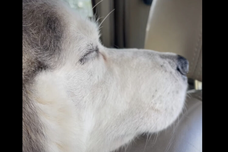 車の中で飼い主さんの戻りを待つ愛犬たち。気持ちよさそうにお昼寝をしている場所が場所なので、しばらくは車を出せそうにはありません