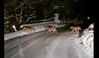 道路を横断するオオカミの群れ。1匹・・2匹・・と道路を渡っていきますが、いったい何匹いるのでしょう？