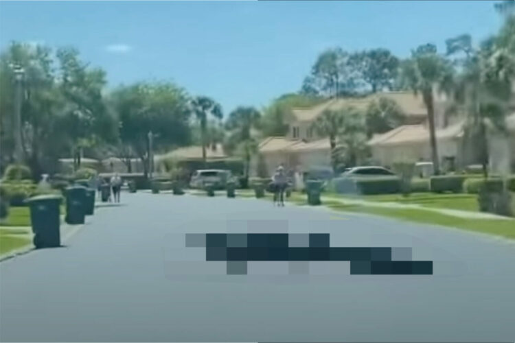 道路を横断するように歩いているのはあの『獰猛な野生生物』！？のっしのっしと歩く姿は恐竜や怪獣のようです