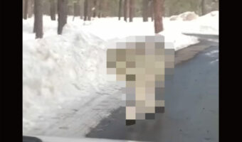 雪も積もる山道を車でドライブしていたら・・、『ある野生動物』が接近して来ましたよ!!【アメリカ・動画】