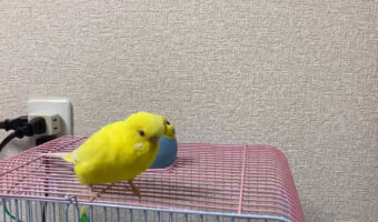 インコの匂いを嗅いで「いい匂い！」普段の家族の行動を真似するインコがかわいすぎる！