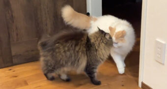 圧のかけ方がチンピラのようにオラオラな猫の動画が面白い！なお、ケンカは弱いらしい。。。