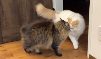 圧のかけ方がチンピラのようにオラオラな猫の動画が面白い!なお、ケンカは弱いらしい。。。