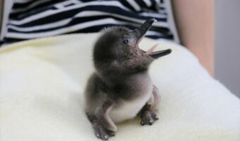 「すみだ水族館」でマゼランペンギンの赤ちゃん『ずんだ』が誕生!!名前の由来は皆が”はずんだ気持ち”になったこと