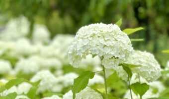 白い紫陽花「アナベル」の色の変化は他の紫陽花とは理由が異なる！しかも他にも違いがあるようで・・？