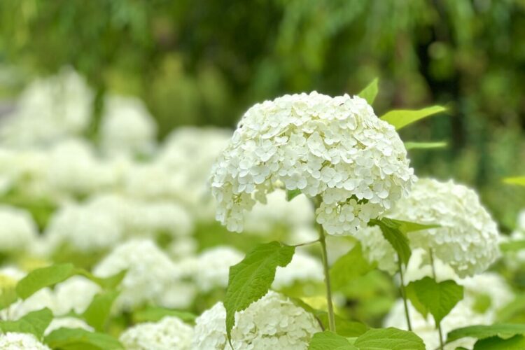 白い紫陽花「アナベル」の色の変化は他の紫陽花とは理由が異なる！しかも他にも違いがあるようで・・？
