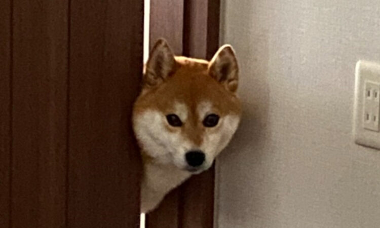 アラームなっても起きてこないと現れる柴犬がオカンのようだと話題に！