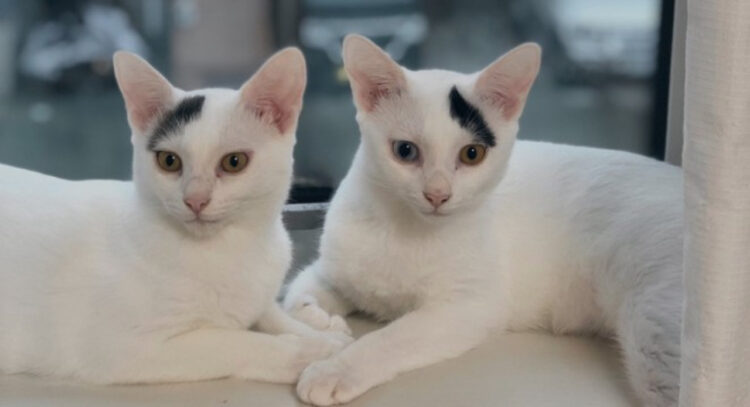 左右対称姉妹の「ナナ」と「キュウ」がかわいい！この子たちの名前の由来わかりますか？