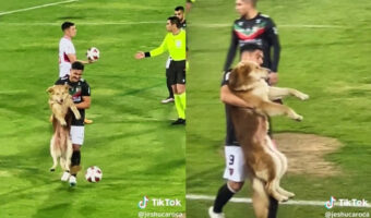 サッカーの試合に犬が乱入!ボールを奪い嬉しそうだったが、抱えられて退場する姿がかわいすぎた!