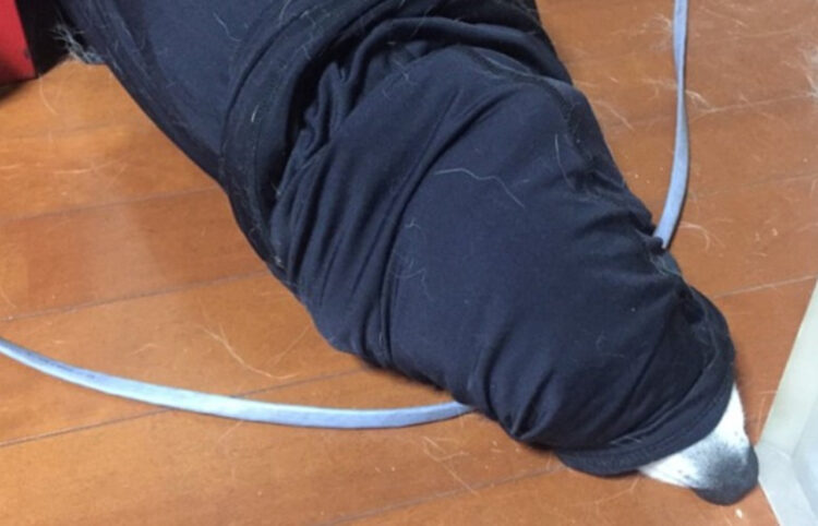 モモヒキ洞窟を探検に出かけたが、戻れなくなってしまったコーギーさん